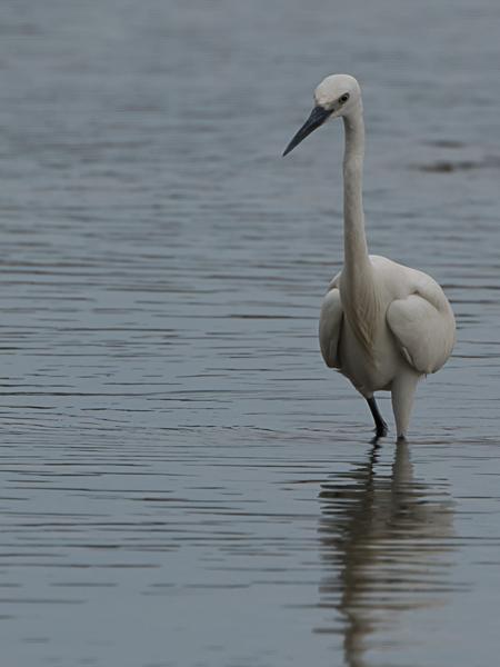 <h3><a href="/trips/srilanka/biota/animalia/chordata/aves/015 pelecaniformes/002 ardeidae/egretta garzetta/egretta garzetta-nl.html">Egretta&nbsp;garzetta</a> / Little&nbsp;egret / Kleine&nbsp;zilverreiger</h3>NIKON D500 met AF-S Nikkor 80-400mm f/4.5-5.6G ED VR, 1/1000 sec  bij F8.0, ISO 200, afstand 19.9&nbsp;m